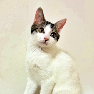 白キジの子猫♪甘えん坊で抱っこ大好き♡かぐやちゃん