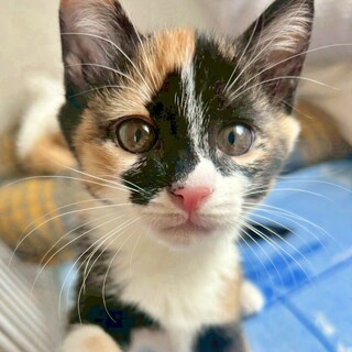 三毛の子猫♪ふわふわ毛並」群馬県 - 猫の里親募集(532584