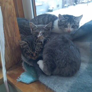 子猫たちの新しい家族を募集中