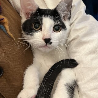 背中にハート❤︎　ノエル兄弟ノルくん