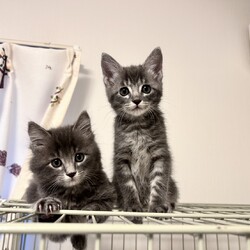 今年も残すところあとわずか。保護猫譲渡会を開催します！