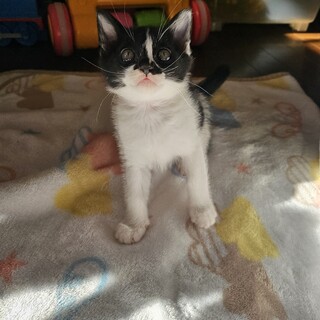 2ヶ月ほどの子猫です！