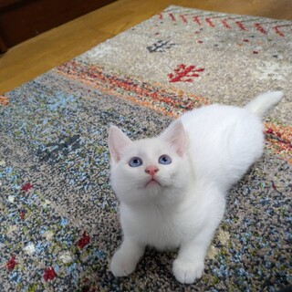 青い目が綺麗な、白猫の男の子