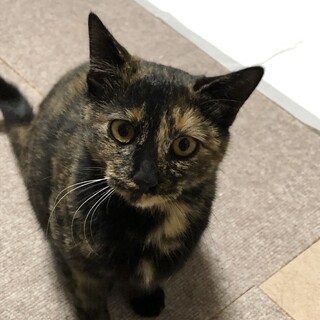 賢いココちゃん、里親募集です。