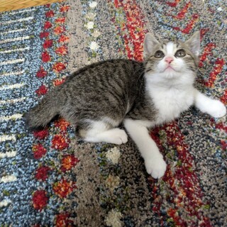 くりくりの目が可愛らしい、キジ白の男の子