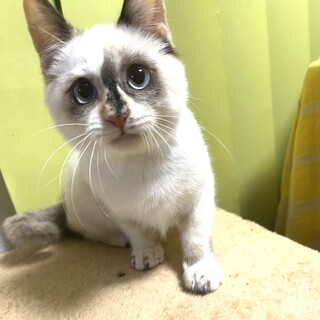 12/21三毛猫雑貨店ෆ⃛愛嬌抜群ෆ⃛のんこちゃん