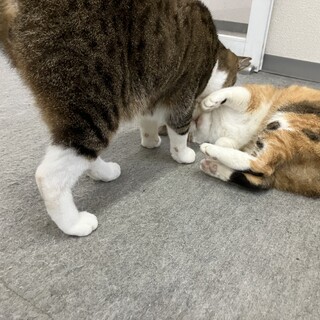 母猫4歳ぐらいと3歳半年息子猫2匹です