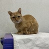 母猫4歳ぐらいと3歳半年息子猫2匹です サムネイル4