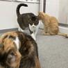 母猫4歳ぐらいと3歳半年息子猫2匹です サムネイル5