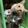 母猫4歳ぐらいと3歳半年息子猫2匹です サムネイル7