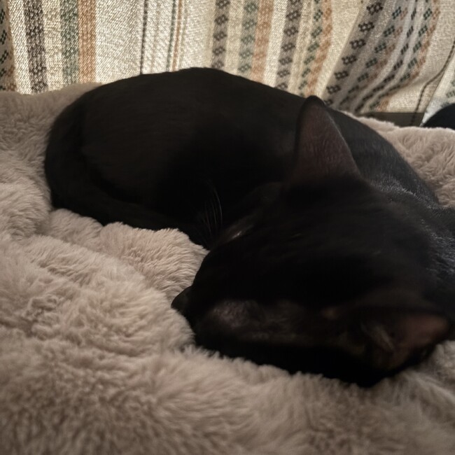 ポン子さんのママのカバー写真