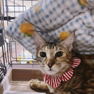 ෆ⃛切長美人ෆ⃛りのちゃん