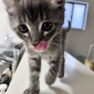 ふわふわ、もふもふの子猫の兄弟