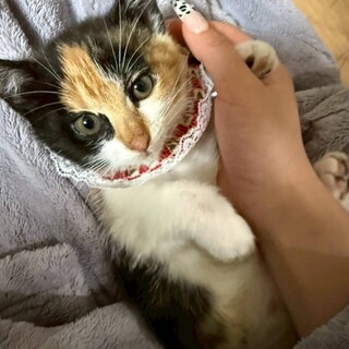 綺麗な顔立ちの三毛猫さん