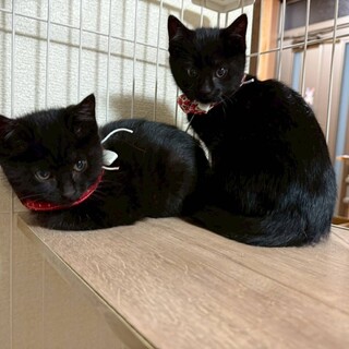 まん丸お目目黒猫の☆炭吾」東京都 - 猫の里親募集(452287