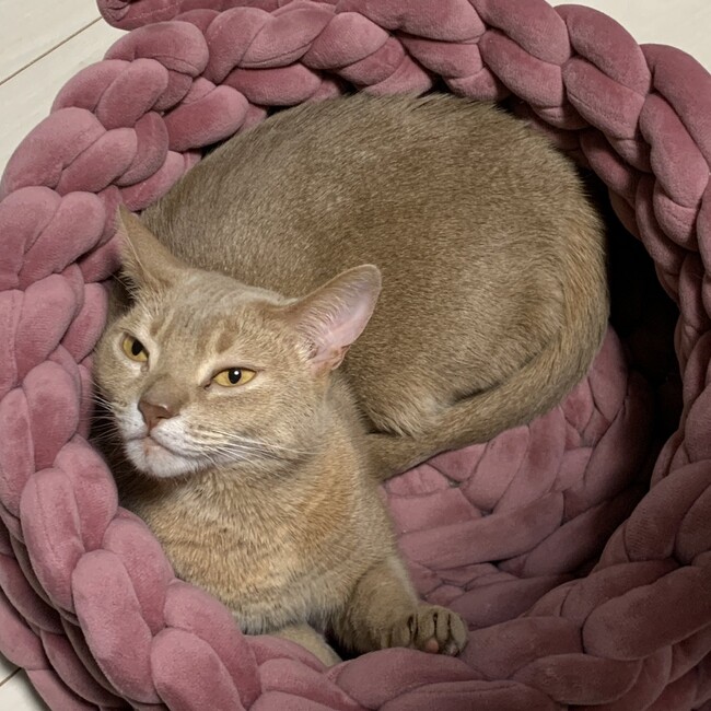 CB267のカバー写真