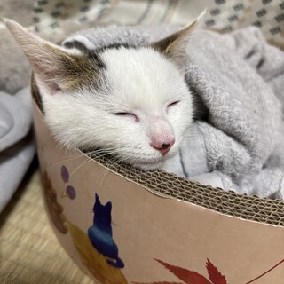 甘えん坊の4ヶ月のオス！