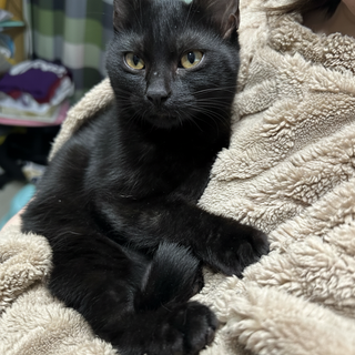 シャイなのに遊びのスイッチがすごい黒猫ガール