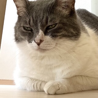 ニヒルなイケメン　ウパ君