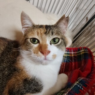 三毛美猫ちゃん♀