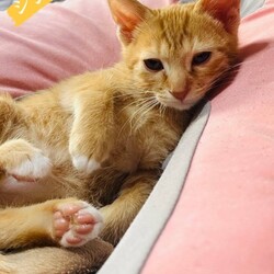 in岡崎市☆クリスマス☆猫達を暖かいオウチに迎えよう☆2025年12月20日（土）ちーむにゃいんず