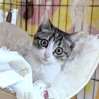 どんぐりお目々の優しいパンプキンちゃん