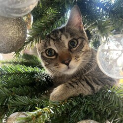 in春日井市☆クリスマス☆猫達を暖かいオウチに迎えよう☆2025年12月20日（土）ちーむにゃいんず