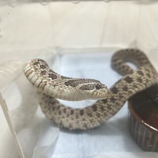 里親決定しました