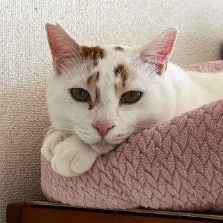 性格もボディもおおらか白さ眩しいみー坊