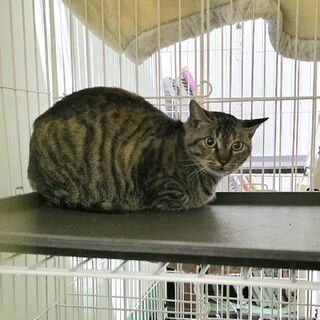 処分対象  キジの男の子