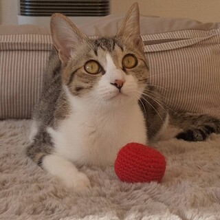 特技！譲渡会では怖い顔に！本当は可愛いしんかちゃん