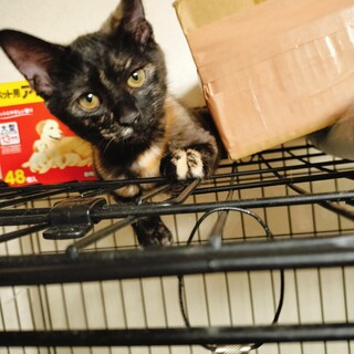 サビ猫の女の子(年齢不明)