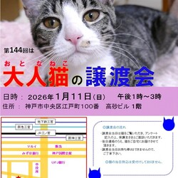 猫の譲渡会in神戸三宮 ¨ 猫のミーナ ¨