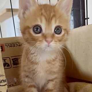 授乳から育てた人が大好きな甘え子リカ姫