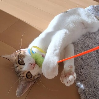 ドアップで毎朝起こされ幸せ♡ 人懐っこいかいちゃん