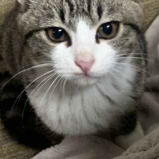 【募集中！】素直で甘えん坊賢いサバトラちゃん