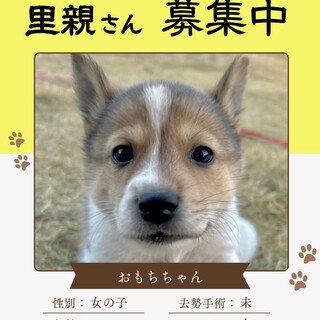 【MIX犬】中型子犬の女の子