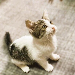 ★里親様決定★遊ぶの大好き！甘えんぼ♥サト