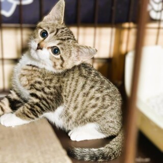 ★里親様決定★シャイだけどもっと甘えたいな❤グミ