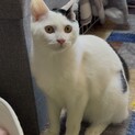ふわふわの毛並み　美猫　黒豆くん