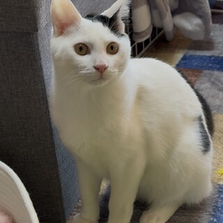 ふわふわの毛並み　美猫　黒豆くん