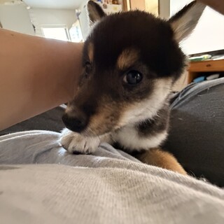 豆柴0歳の男の子