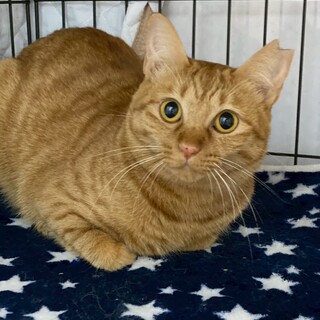 茶トラの元気な女の子