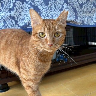 茶トラの優しい女の子