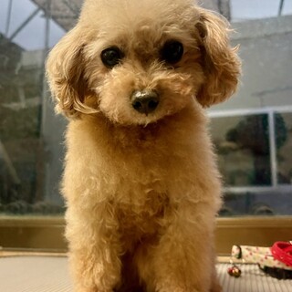 ティーカップ1.8キロ美形！！