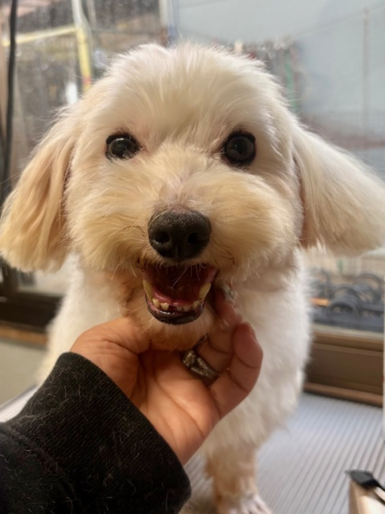 25-M54 可愛い甘え」滋賀県 - 犬の里親募集(532630) 1枚目の画像