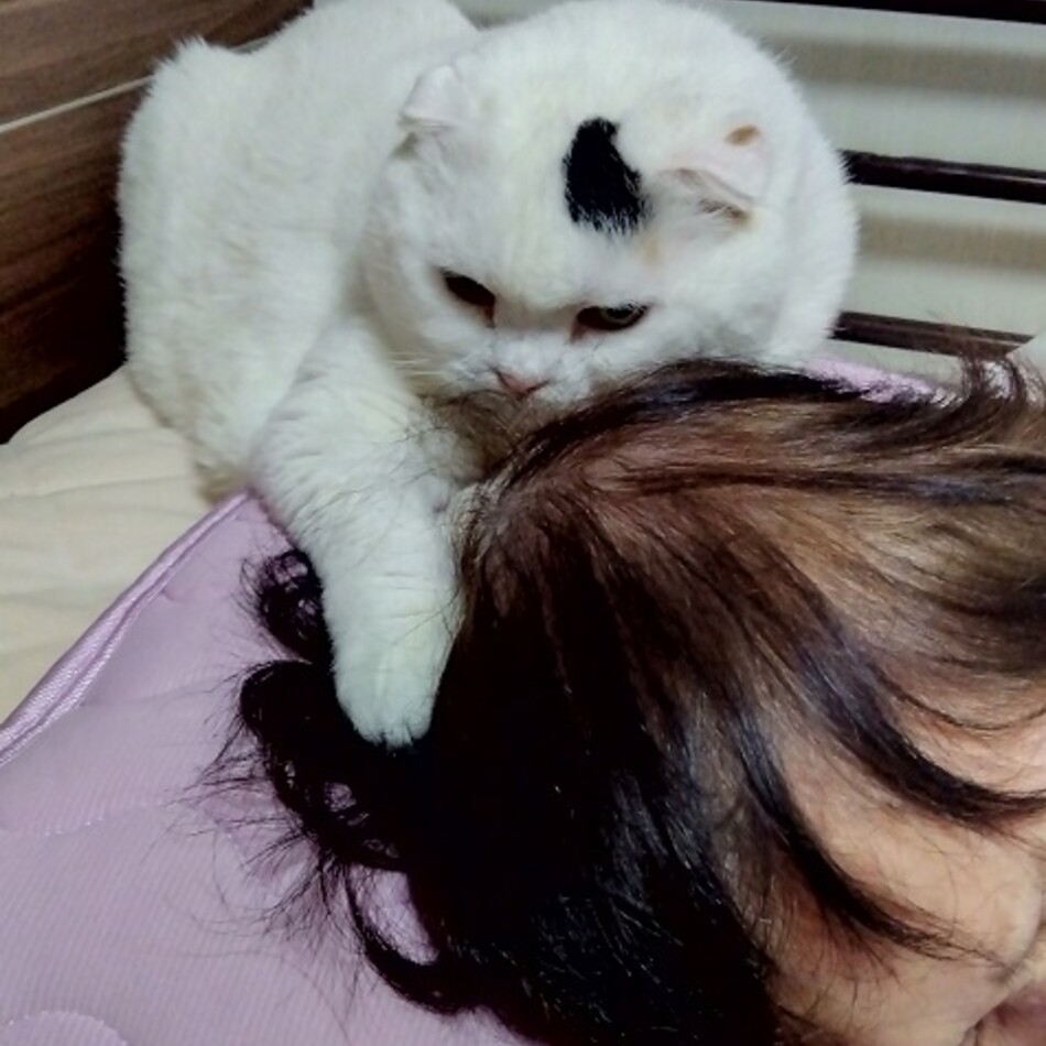 ルナのカバー写真