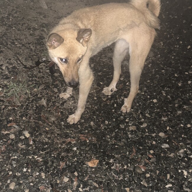 マカイのカバー写真