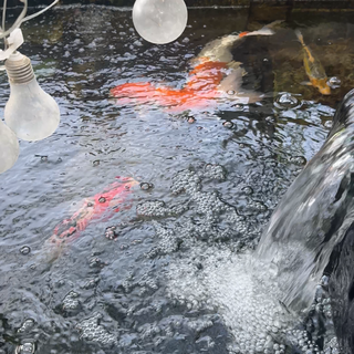 錦鯉の里親募集(高齢のため飼育できなくなりました)