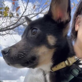 一旦募集停止します